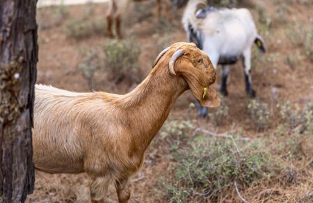Portrait of Anglo-Nubian goats grazing in a forest in the mountains in Northern Cyprus.の写真素材