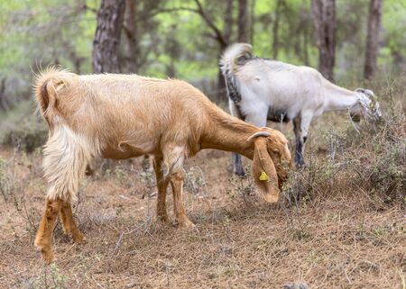 Portrait of Anglo-Nubian goats grazing in a forest in the mountains in Northern Cyprus.の写真素材