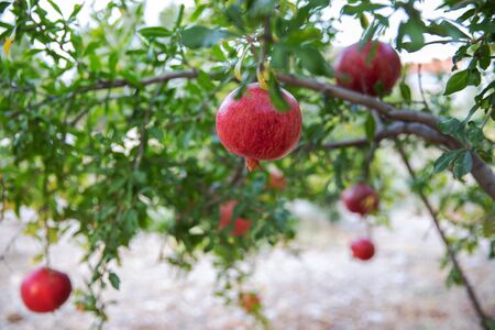 Large ripe pomegranate fruits hanging on a tree in summer garden.の写真素材