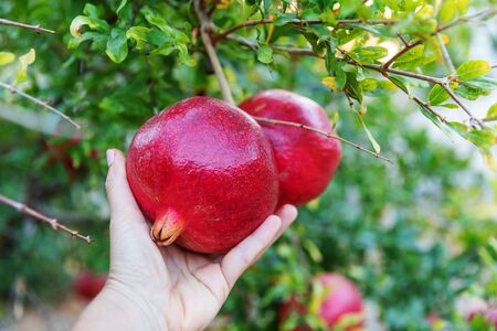 Person's hand holding big red ripe pomegranate fruit hanging on a tree in garden.の写真素材