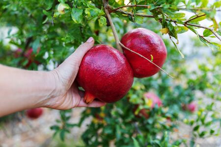 Person's hand holding big red ripe pomegranate fruit hanging on a tree in garden.の写真素材