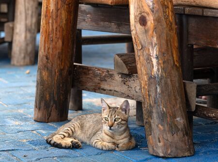Portrait of cute gray white cat lying under table in outdoor mediterranean restaurant and looking into the cameraの写真素材