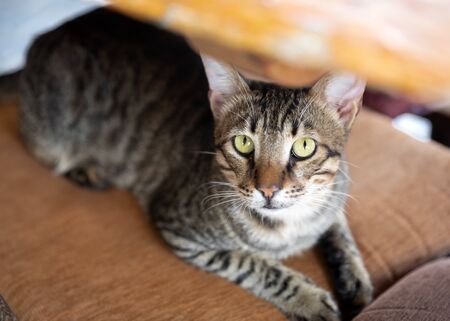 Portrait of cute gray cat lying on a chair under a table in a Mediterranean restaurantand looking into the camera.の写真素材