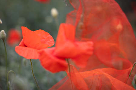 Beautiful blooming poppy field blurred background.の写真素材