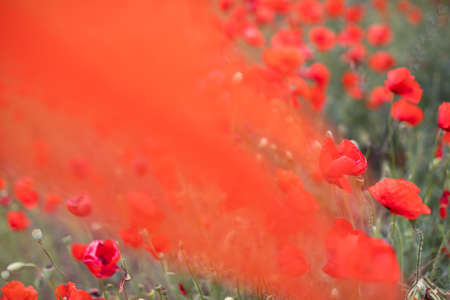 Beautiful blooming poppy field blurred background.の写真素材