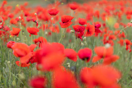Beautiful blooming poppy field blurred background.の写真素材