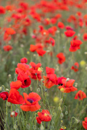 Beautiful blooming poppy field blurred background.の写真素材