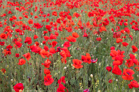 Beautiful blooming poppy field blurred background.の写真素材