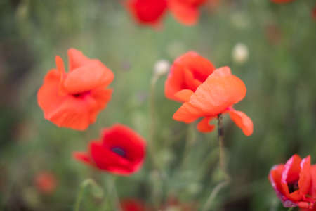 Beautiful blooming poppy field blurred background.の写真素材