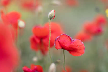 Beautiful blooming poppy field blurred background.の写真素材