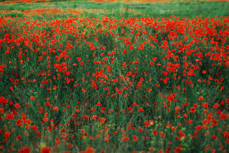 Beautiful blooming poppy field blurred background.の写真素材