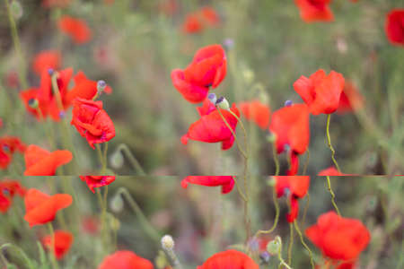 Beautiful blooming poppy field blurred background.の写真素材