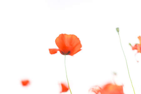 Blurred Beautiful blooming red poppy field background. Landscape with wildflowersの写真素材