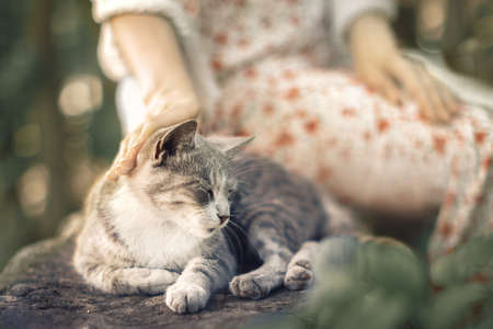 Hand of a young woman caressing a little gray kitten sleeping on a stone fenceの写真素材
