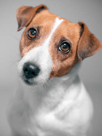 Close up front portrait of cute jack russell terrier dog looking at camera on gray backgroundの写真素材
