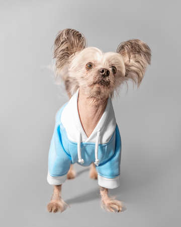 Closeup front portrait of cute Chinese Crested dog. The pet wear blue colour clothes.の写真素材