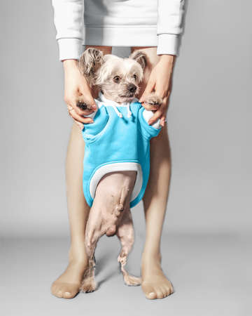 Closeup front portrait of cute Chinese Crested dog walking on hind legsの写真素材