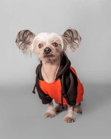 Closeup front portrait of cute sitting Chinese Crested dog. The pet wear orange colour clothes.の写真素材