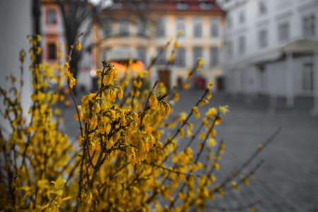 Yellow flowering buch on old town Prague streetの写真素材