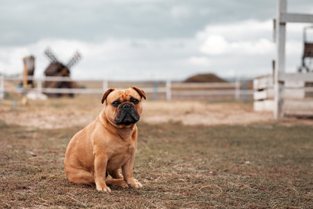 Fawn French bulldog sitting on corral for horses with old wooden mill on backgroundの写真素材