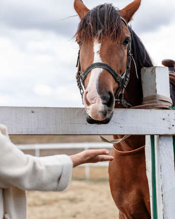 Elderly woman communicates with riding horse. Old person feeding animal from hand.の写真素材