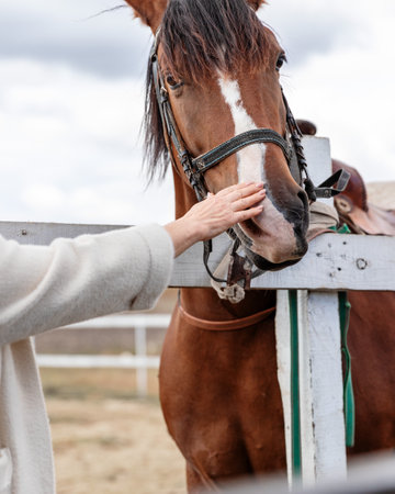 Elderly woman communicates with riding horse touching her muzzle.の写真素材