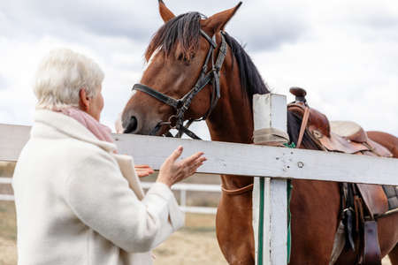 Elderly woman communicates emotionaly with riding a horse.の写真素材