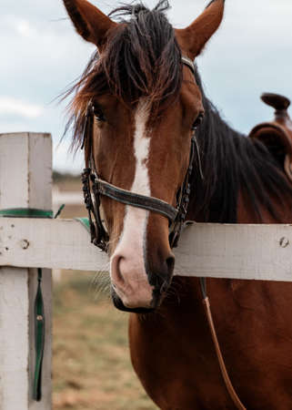 Close-up head of racing brown saddled hourse standing in paddock next to wooden fence at summer day.の写真素材