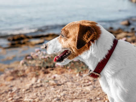 Cute dog jack russell terrier standing outside by sea beachの写真素材
