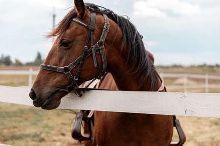 Portrait of a brown horse with a white spot on face standing next to wooden fence and looking at...