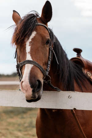 Close-up portrait of a brown horse with a white spot on face standing calm next to wooden fence.の写真素材