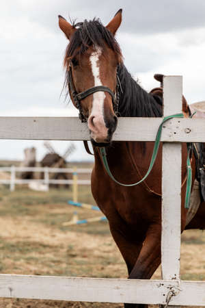Portrait of a brown horse with a white spot on face standing next to wooden fence on old village backgroung.の写真素材