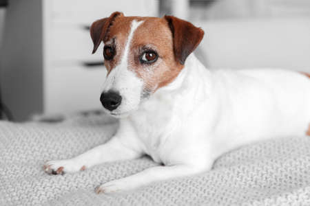 Small adorable dog Jack Russell Terrier lying on bed and looking into camera,の写真素材