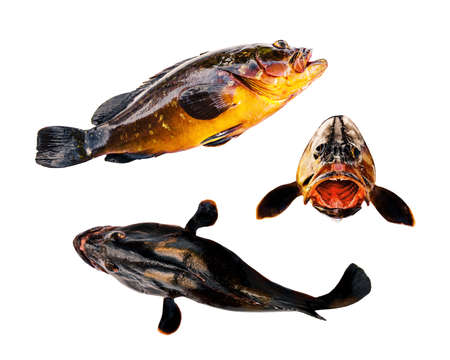 Freshly caught grouper fish isolated on white background. Top, side and front viewの写真素材