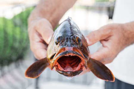 Freshly caught Grouper fish in fisherman handsの写真素材