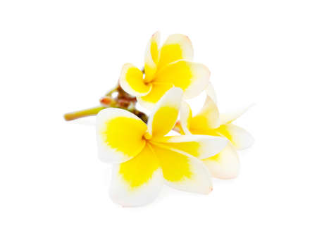 Small branch with flowers and without leaves of tropical tree frangipani or plumeria isolated on white background.の写真素材