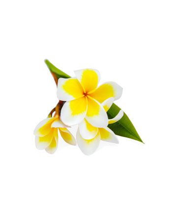Small branch with flowers of tropical tree frangipani or plumeria isolated on white background.の写真素材
