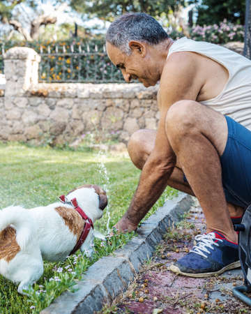 Elderly person gardener watering grass and funny dog Jack Russell Terrier playing with water.の写真素材