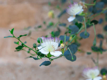 Close-up exotic flowering caper shrub or capparis, spinosa climbing old stone wallの写真素材