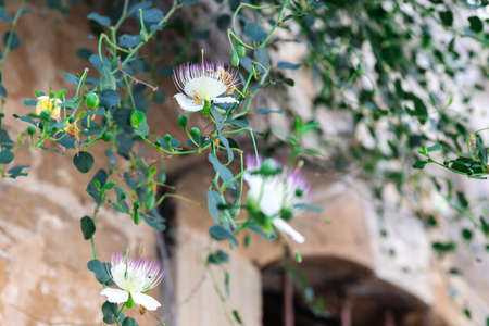Exotic flowering caper shrub or capparis, spinosa climbing on old stone wall on city streetの写真素材