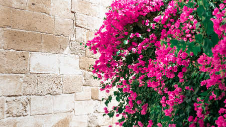 Blooming bougainvillea flowers on old stone wall background. Beautiful flowering pink bush.の写真素材