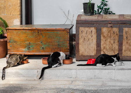 Nicosia, Cyprus - June 28, 2022: Bandabulya Municipal Market in old historical center of nord Nicosia. Cats eating foodのeditorial素材