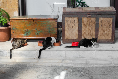 Nicosia, Cyprus - June 28, 2022: Bandabulya Municipal Market in old historical center of nord Nicosia. Homeless Cats eating foodのeditorial素材