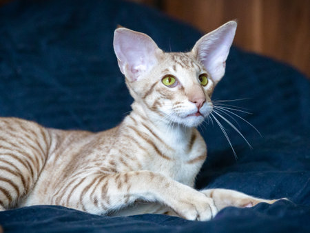 Close up portrait of cute beautiful oriental pure breed cat