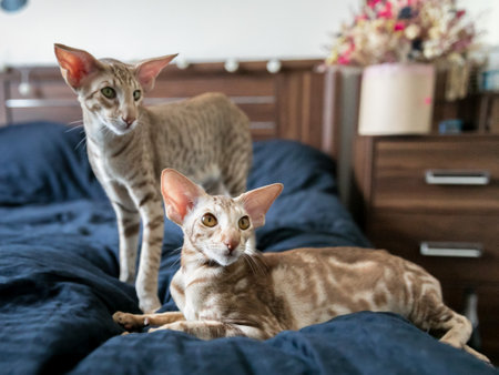 Portrait of two cute oriental breed cats in bedroomの写真素材