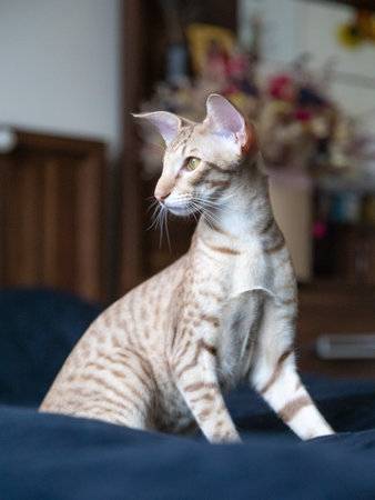 Portrait of cute oriental breed cat indoor