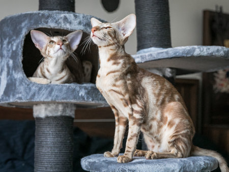 Portrait of two cute oriental breed cats seatting on standの写真素材