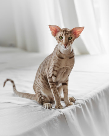 Portrait of cute oriental purebreed cat sitting on bed and looking cameraの写真素材