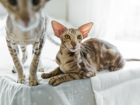 Portrait of two cute oriental pure breed cats on bedの写真素材
