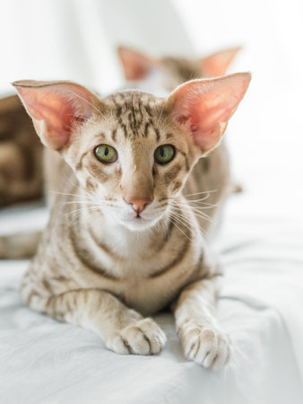 Closeup portrait of cute oriental purebreed small kitten lying on bed and looking into cameraの写真素材